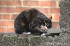 Maladies infectieuses du chat : des protections fiables existent