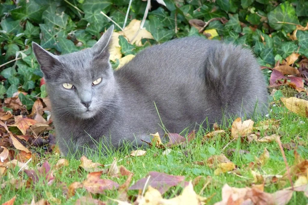chat korat gris