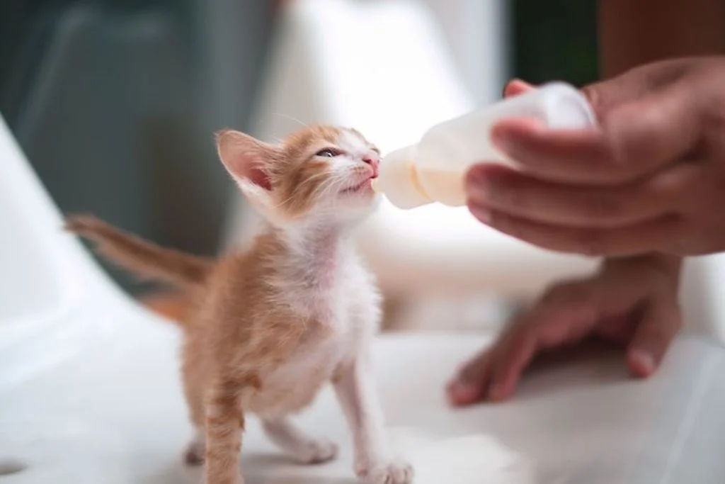 chat_lait_maternise