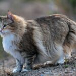 Race de Chat : Norvégien