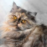 Race de Chat : Persan