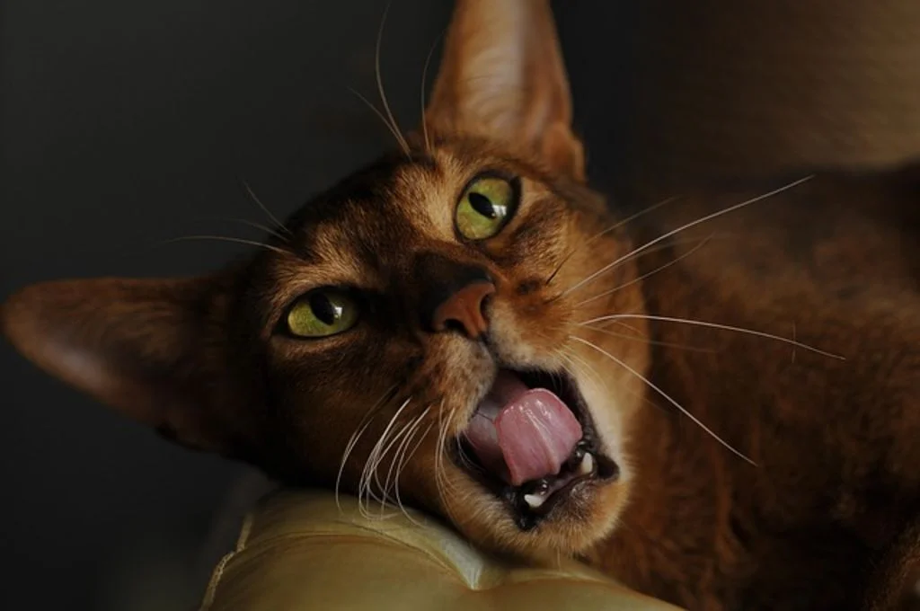 chat somali