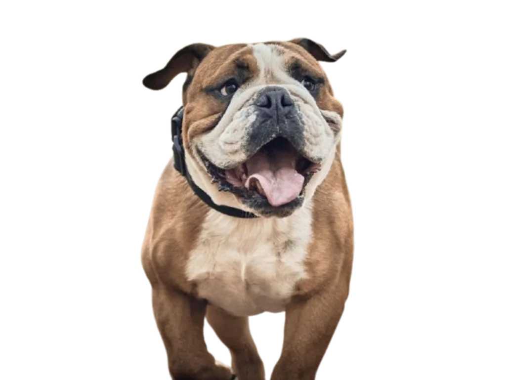 chien bulldog anglais debout