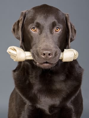 Os, sucre, chocolat : c&rsquo;est interdit pour le chien