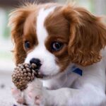 Race de chat : Cavalier King Charles