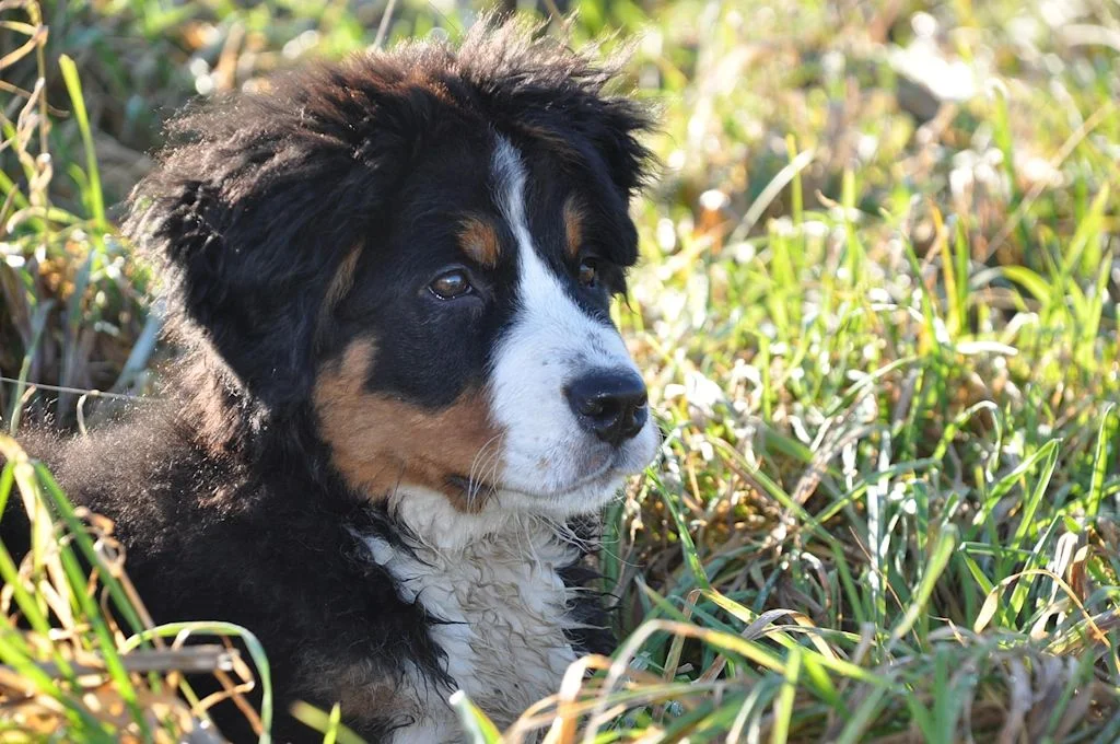 chiot bouvier bernois sale herbe