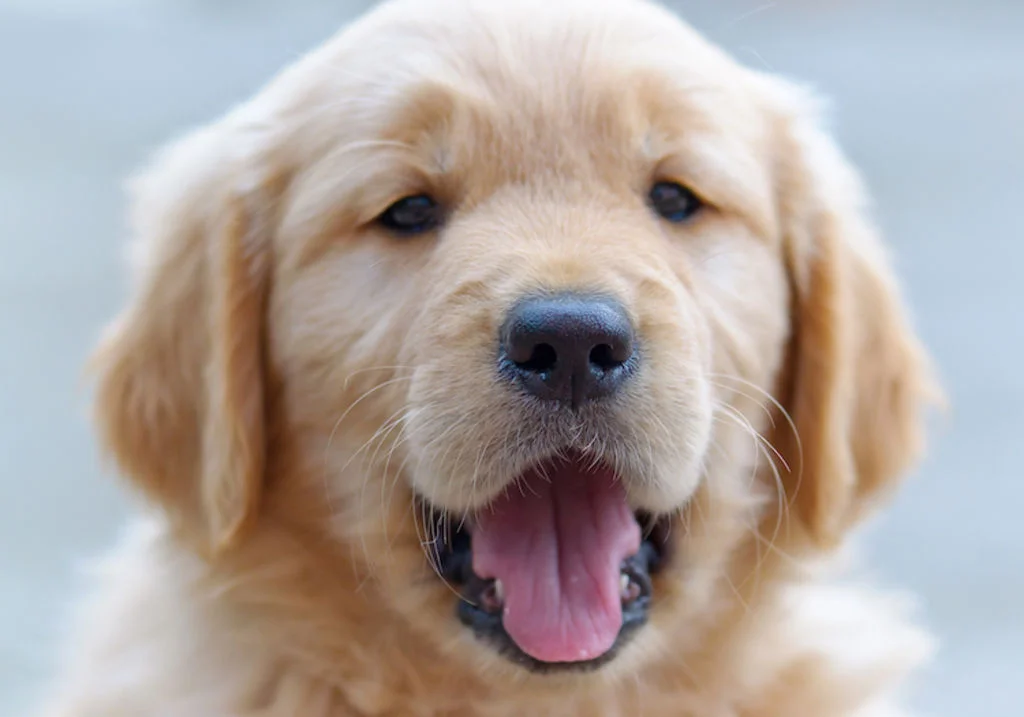 chiot golden retriever.jpg