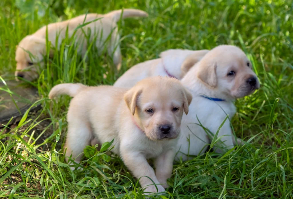 chiot parvovirose