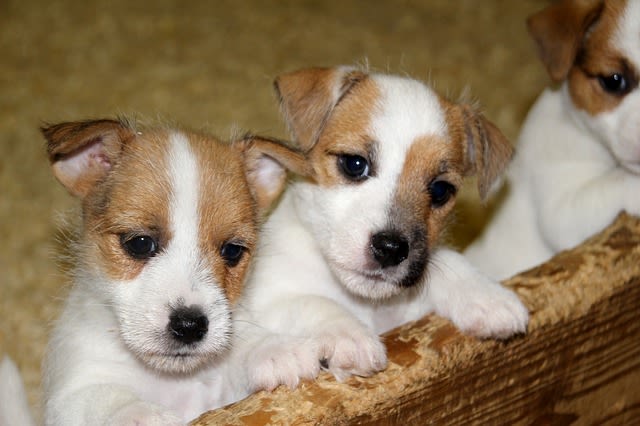 J&rsquo;ai un chiot qui pleure la nuit