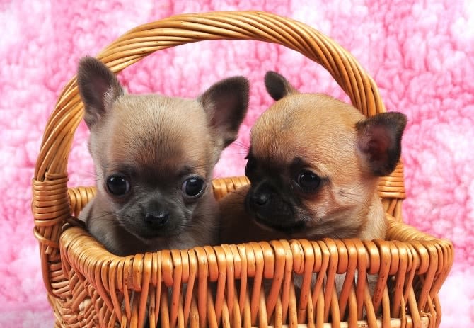 Trouver le chiot de ses rêves