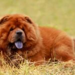 Race de chien : Chowchow