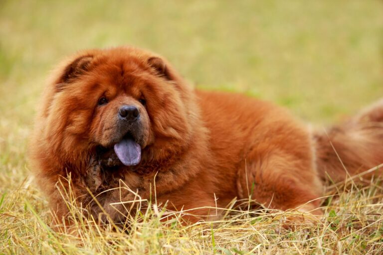 Chow-Chow