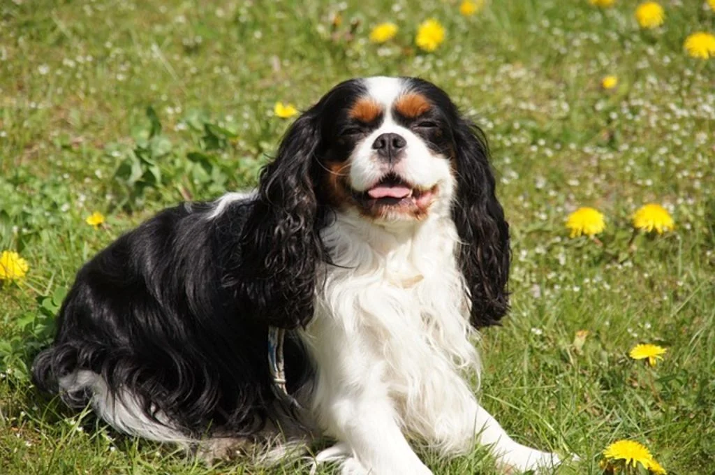 cavalier king charles noir et feu