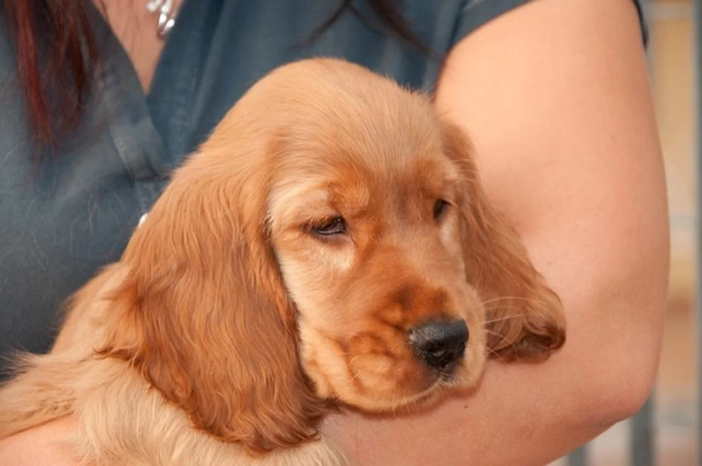 chiot cocker anglais
