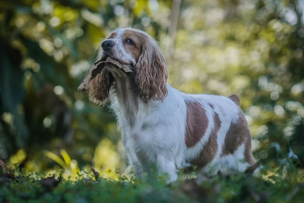 cocker anglais blanc marron