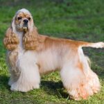 Race de chien : Cocker américain