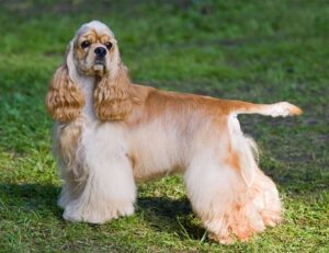 Cocker américain