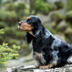 Race de chien : Cocker anglais