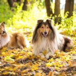 Race de chien : Colley