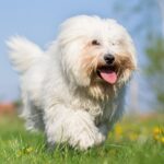 Race de chien : Coton de tuléar