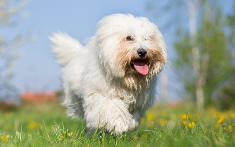 Coton de Tuléar