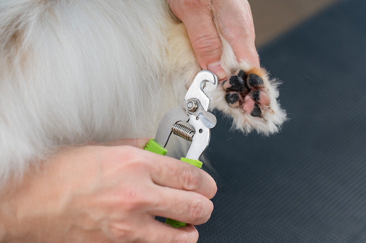 Comment couper les griffes du chien en toute sécurité ?