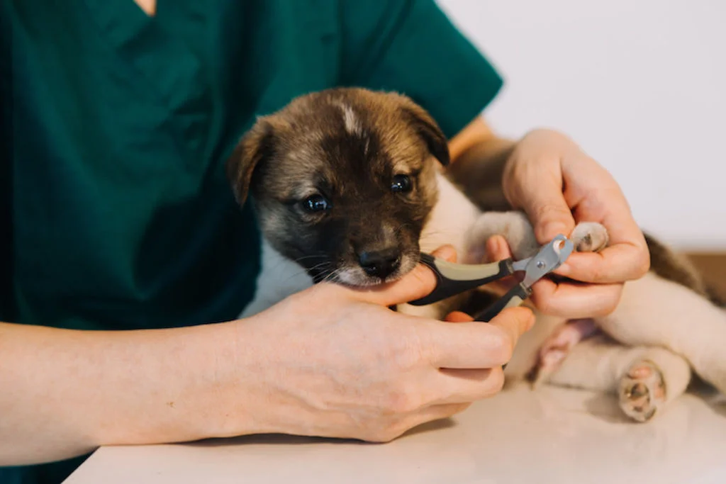 couper les ongles du chien