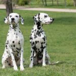 Race de chien : Dalmatien