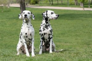 Dalmatien