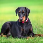 Race de chien : Dobermann