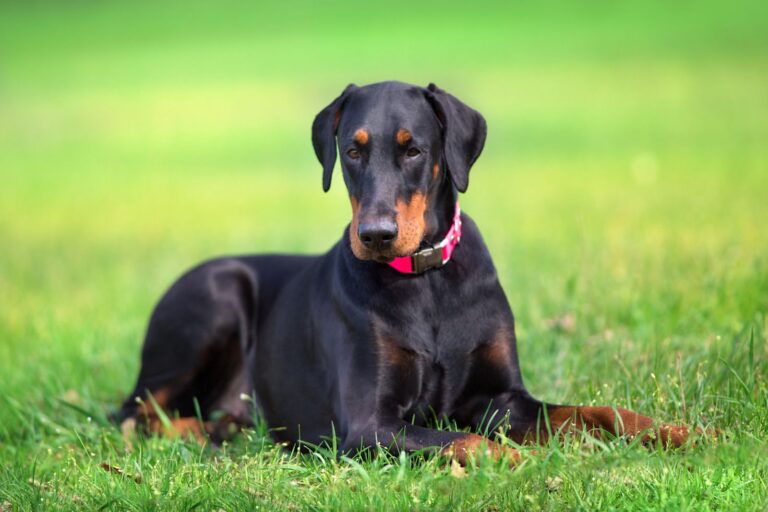 Dobermann