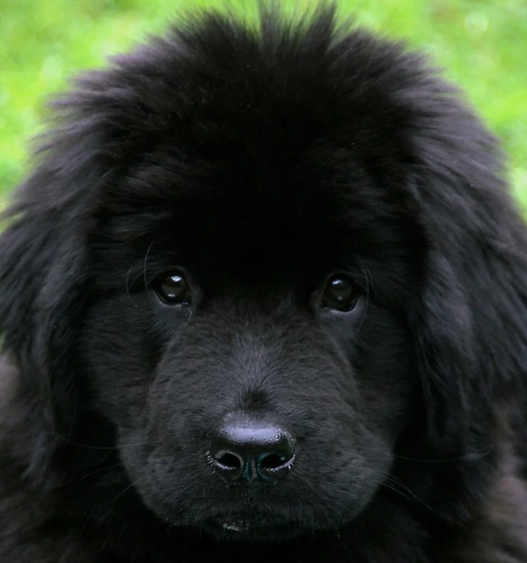 Terre-Neuve chiot