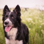 Race de chien : Border Collie