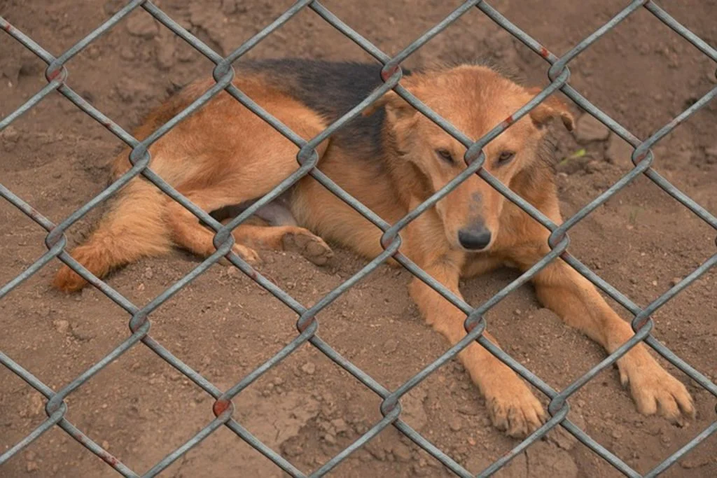 Chien dans un refuge 