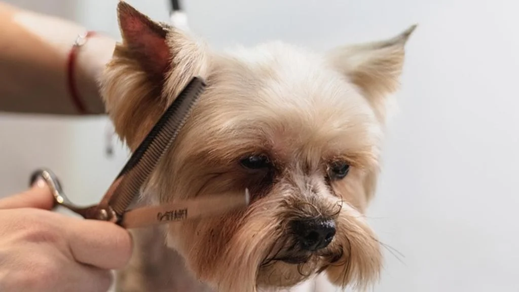 Toilettage chien