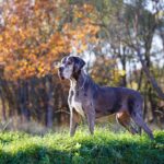 Race de chien : Dogue allemand