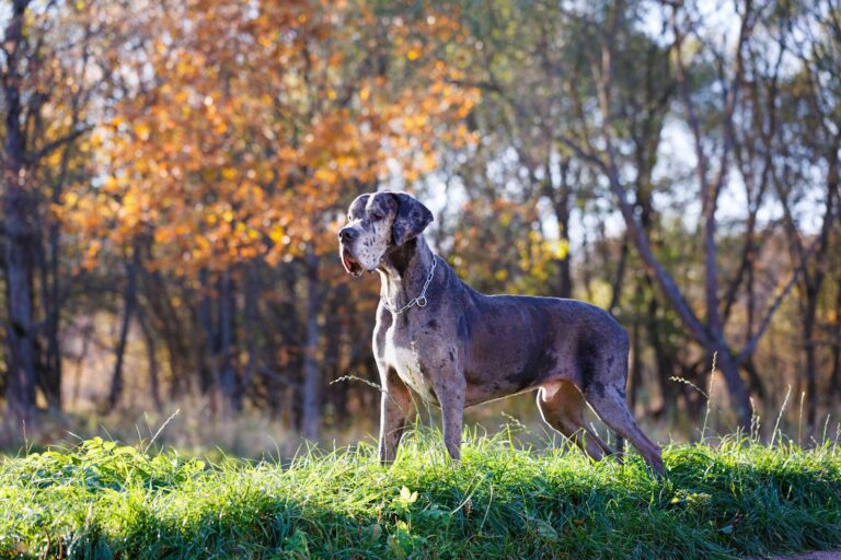 Dogue allemand (ou Grand Danois)