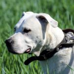 Race de chien : Dogue argentin