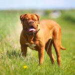 Race de chien : Dogue de bordeaux