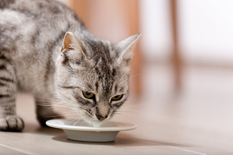 Peut-on donner du lait à son chat ?