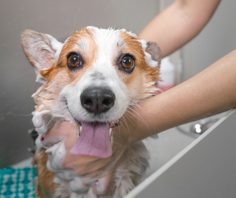 Allez le chien, à la douche !