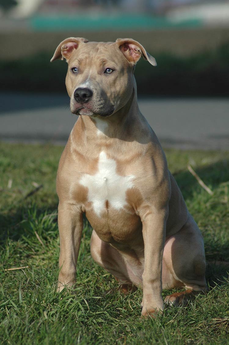 Commencez par apprendre au chien les ordres de base