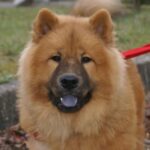 Race de chien : Eurasier