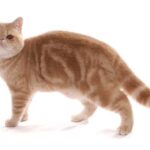 Race de Chat : Exotic shorthair