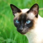 Race de Chat : Siamois