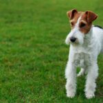 Race de chien : Fox terrier