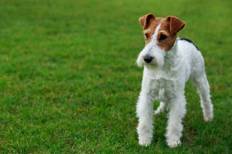 Fox-terrier