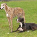 Race de chien : Greyhound