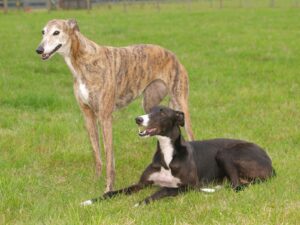 Greyhound