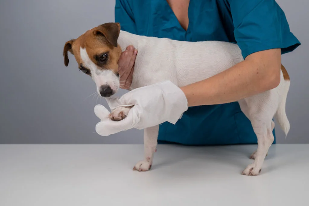griffe incarnee veterinaire